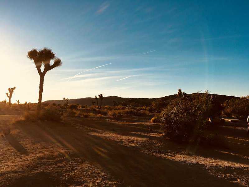 Joshua trees Joshua trees